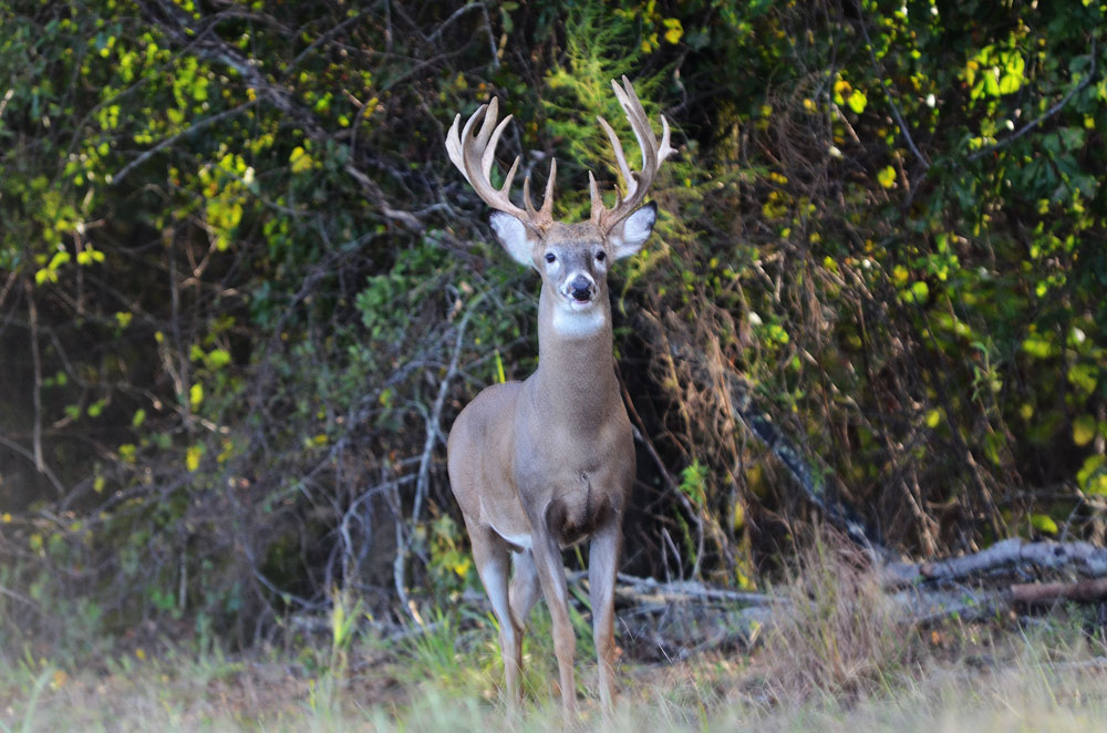 older buck