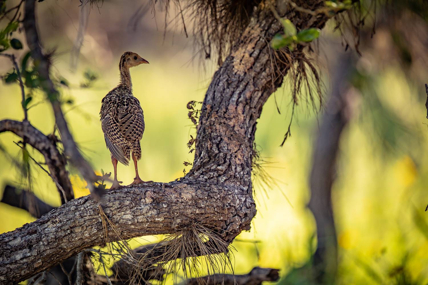 poult