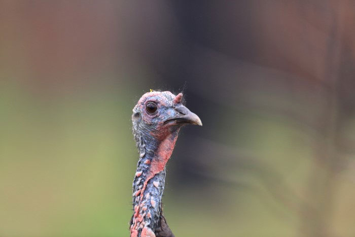 osceola turkey head