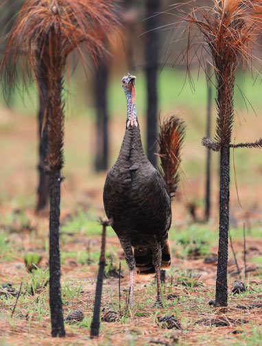 osceola turkey