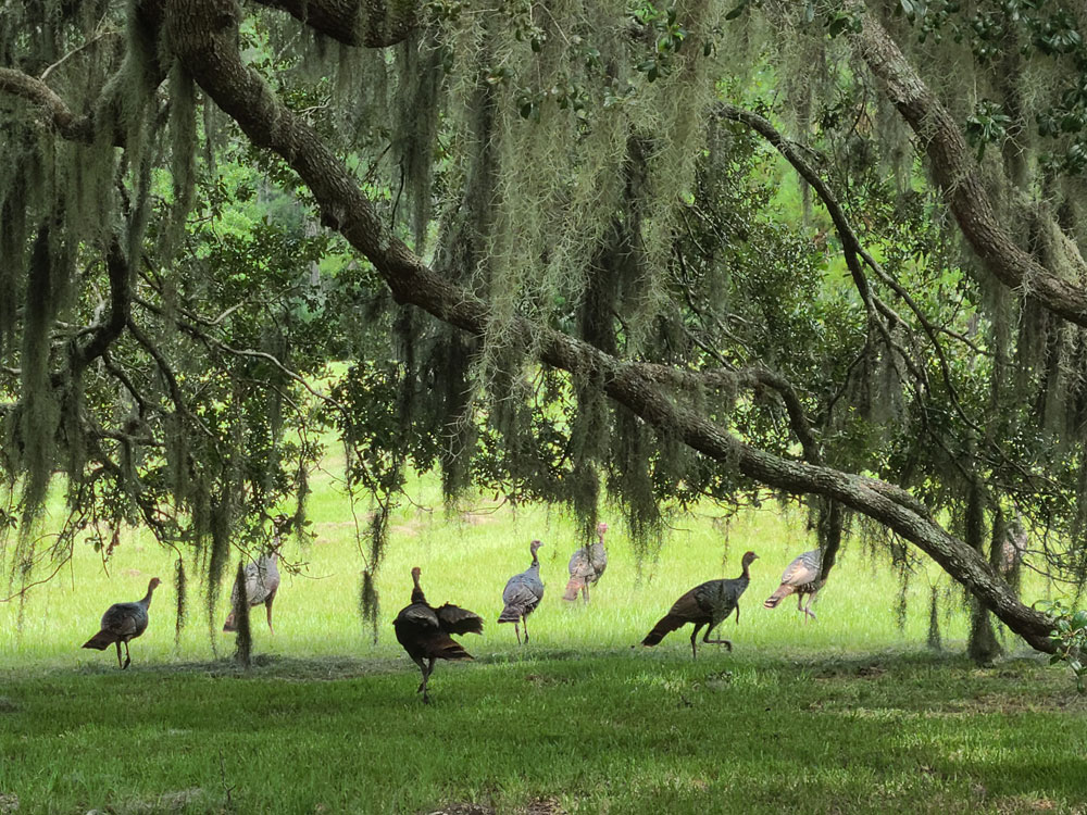 osceola turkeys