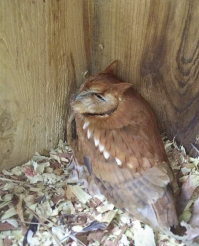 owl in wood duck box