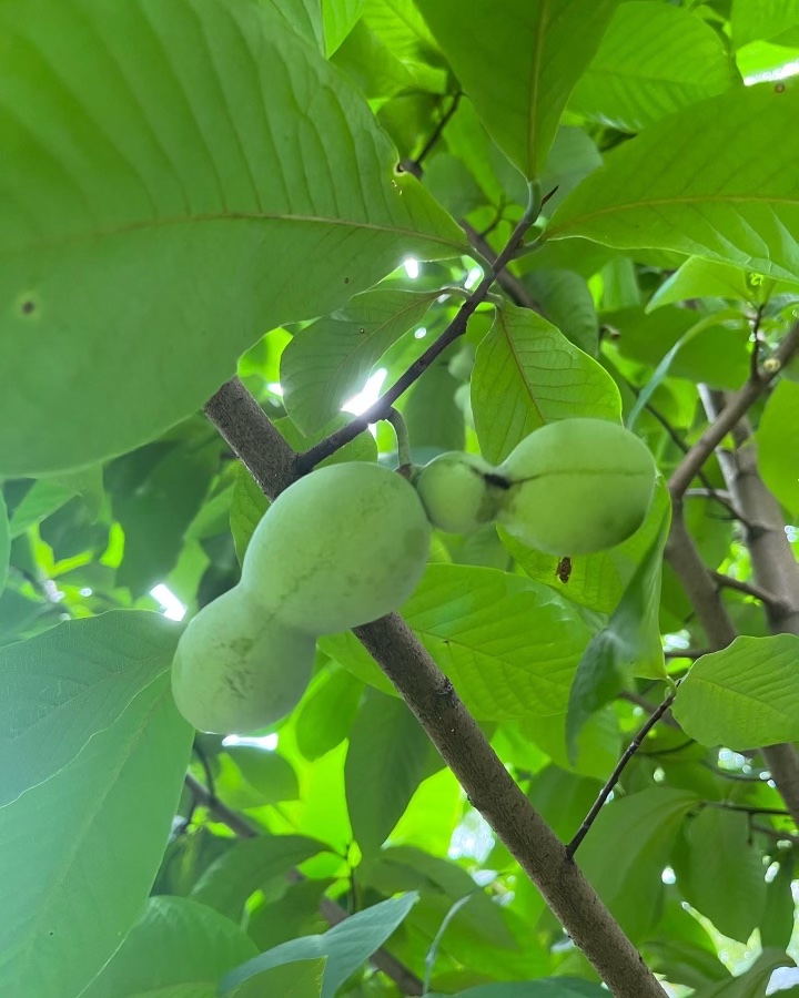 paw paw fruit in tree