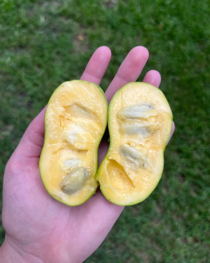 a pawpaw ready to eat