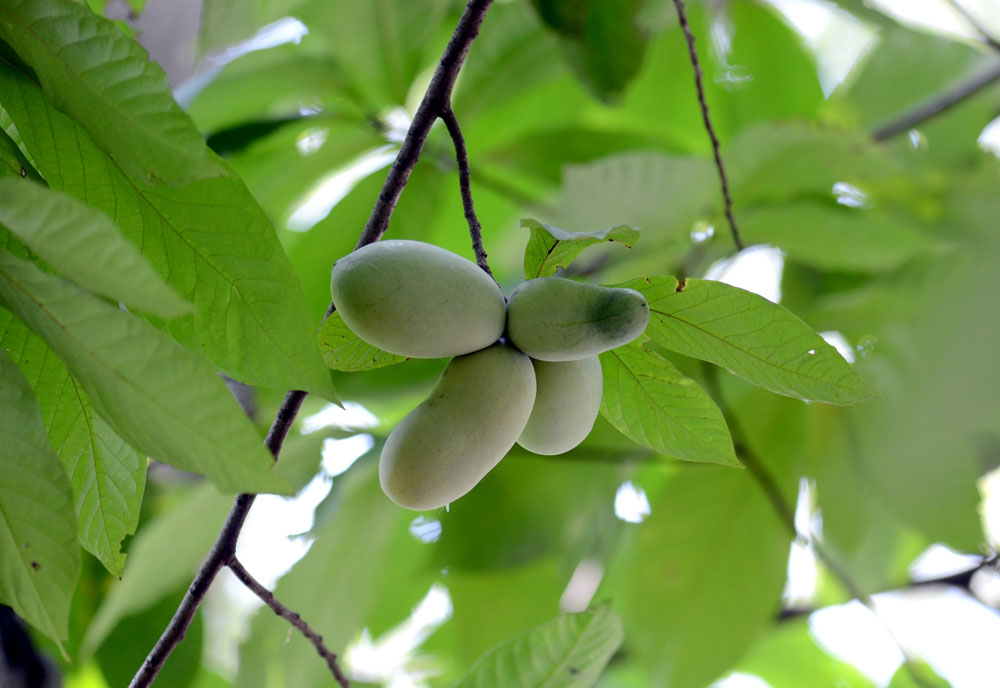 paw paw tree fruit