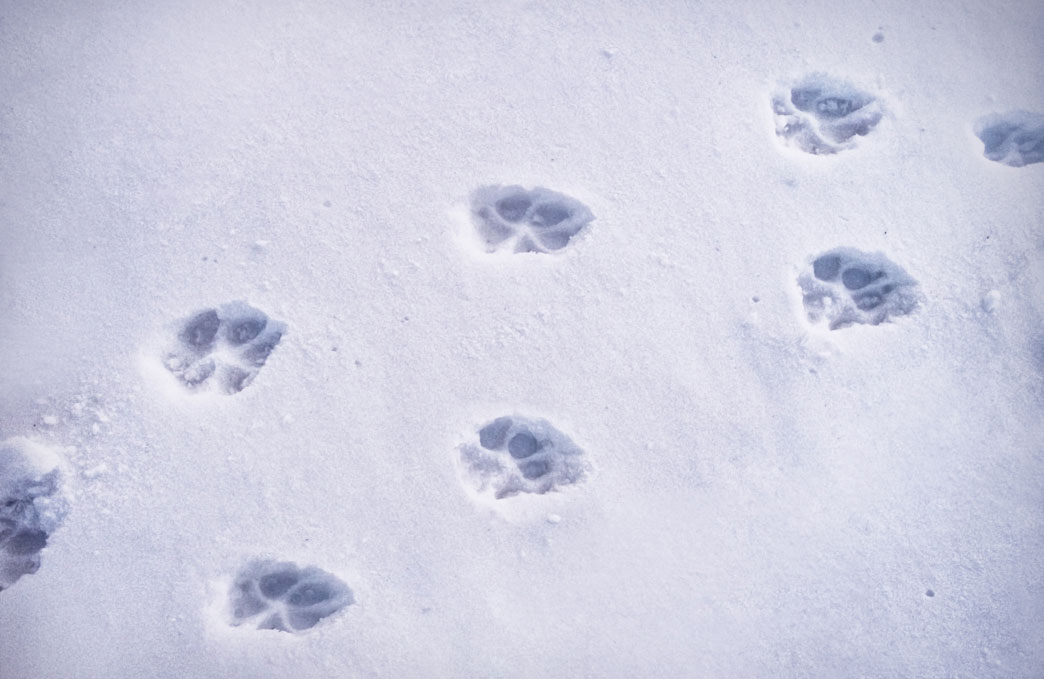 paw prints in the snow