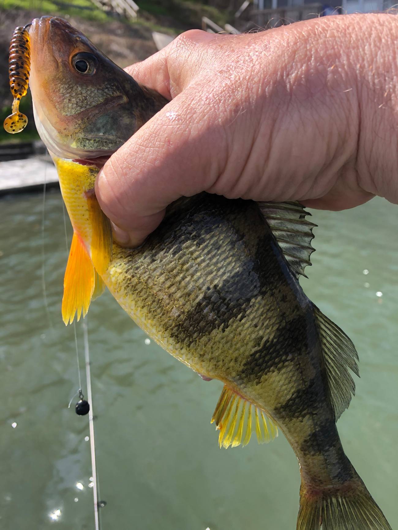 perch fishing