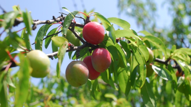 persimmon tree