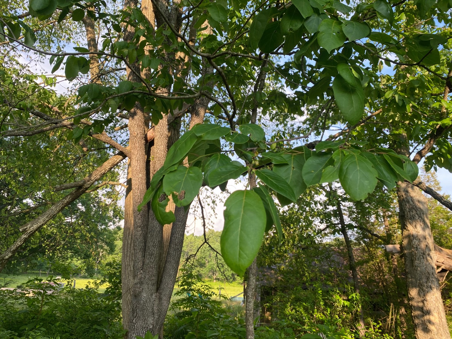 persimmon tree leaves