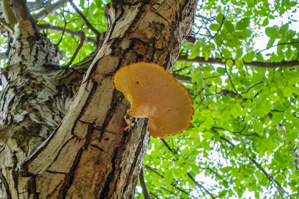 pheasant back mushroom under side