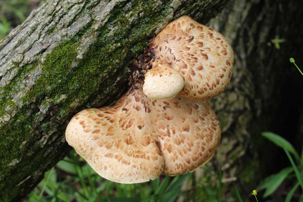 pheasant back mushroom