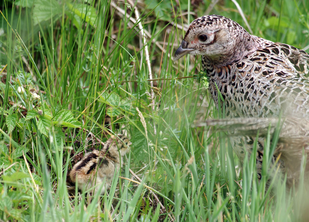 hen pheasant and chick in cover