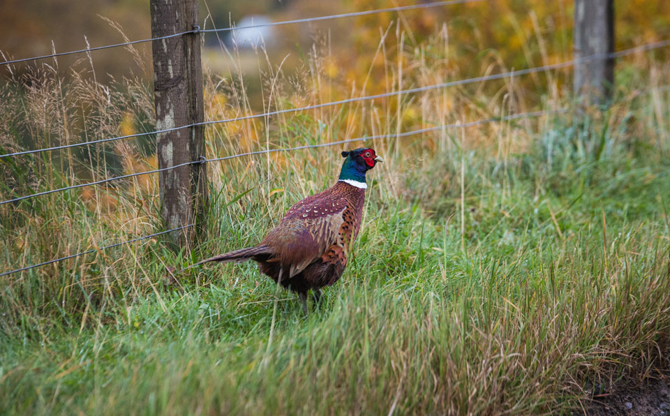 pheasant