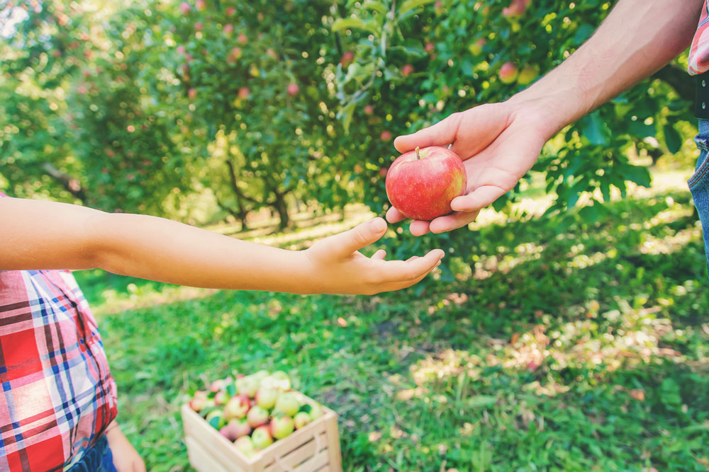 picking apples