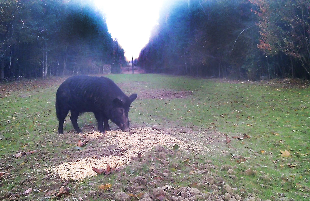 pig over corn