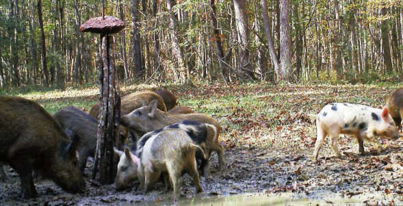 pig proof minerals