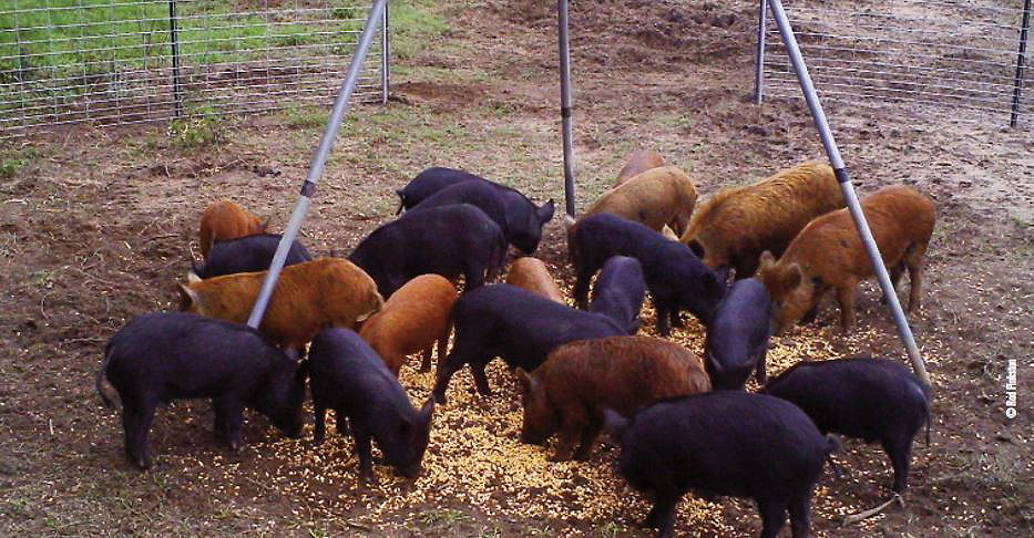 pigs eating corn