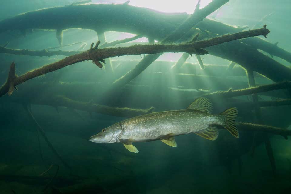 pike under water