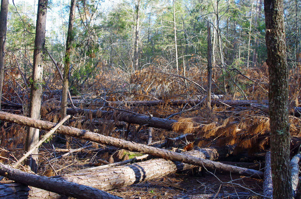 pine bark beetle damage