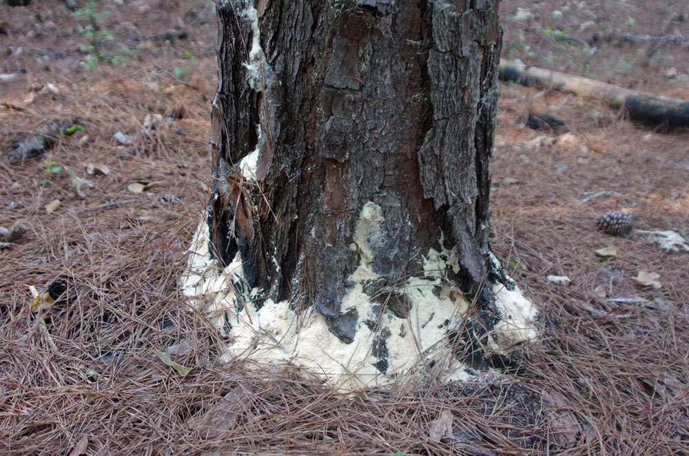 pine beetle damage