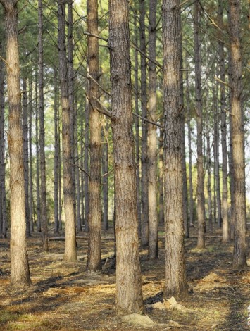 pine mulch