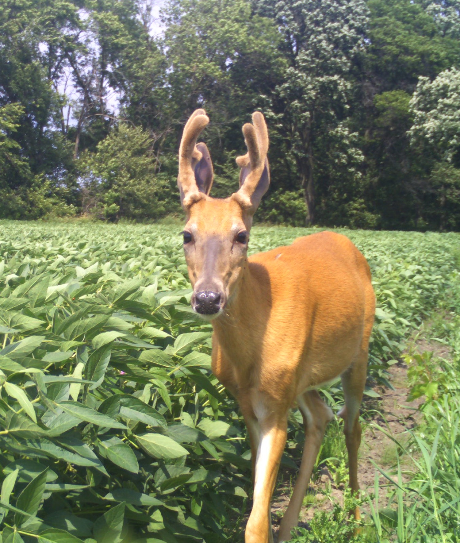 protein peas deer