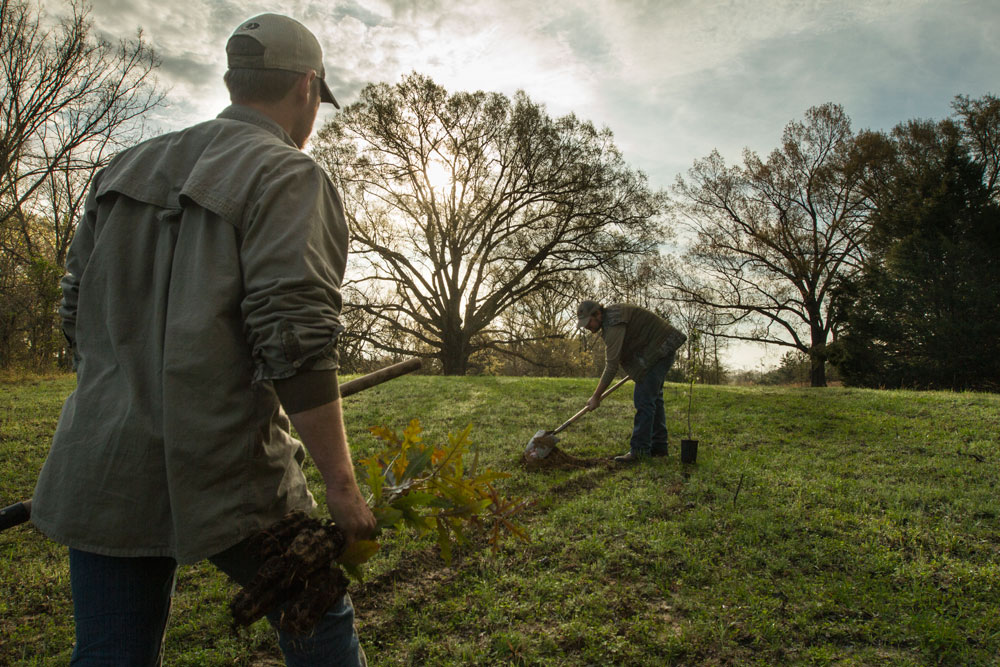 planting a tree