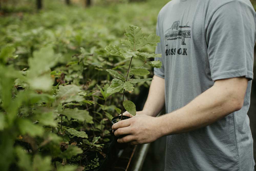 planting trees for deer