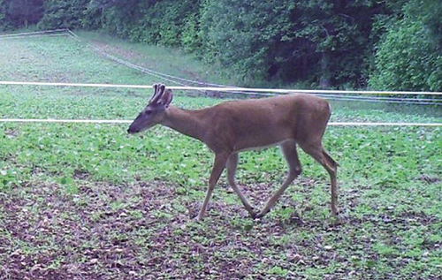 plot protector keeping deer out