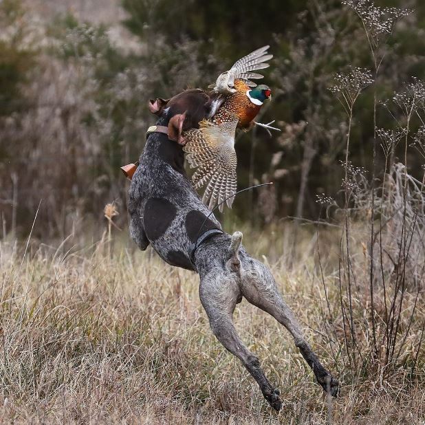 pointer with pheasant