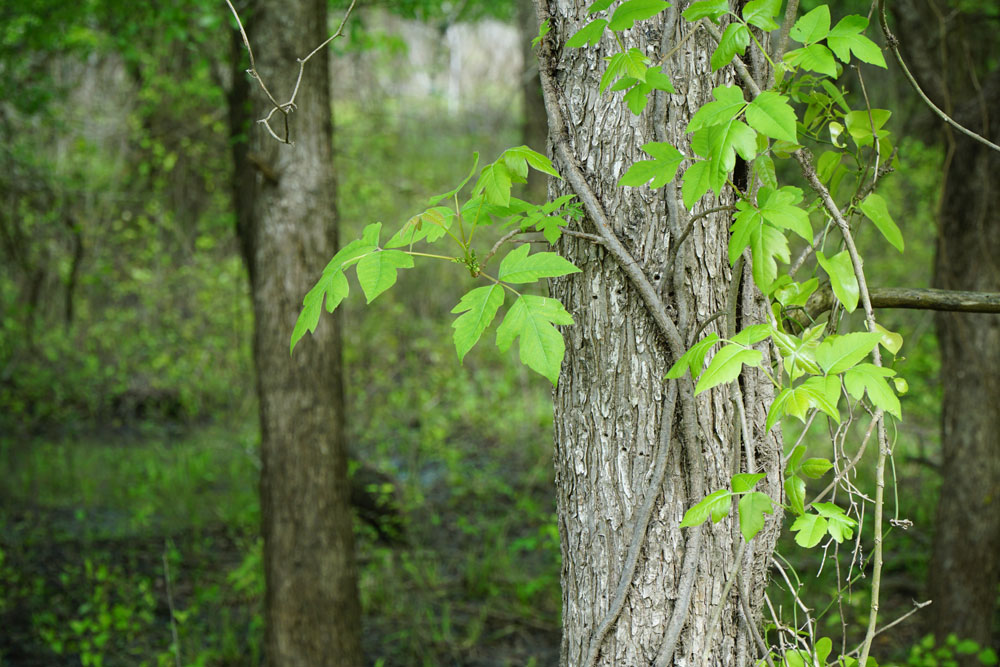 poison ivy