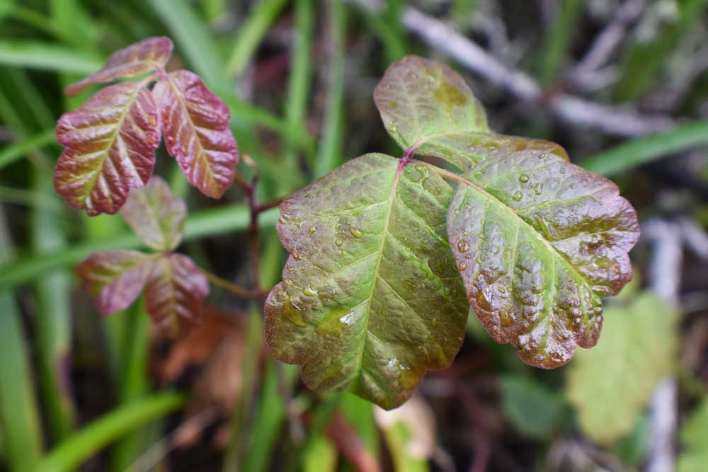 poison oak leaves