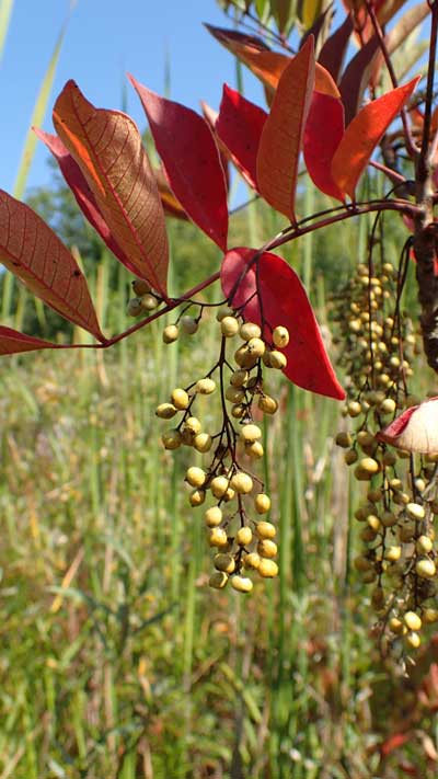 poison sumac fall berries