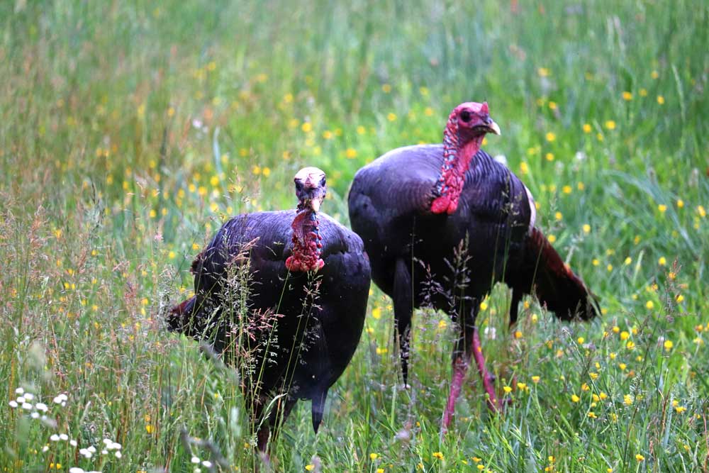 poncho and lefty turkeys