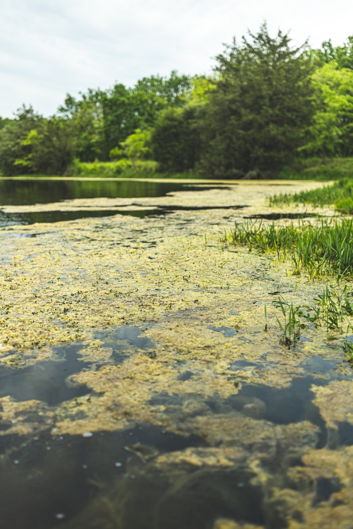 pond chemistry