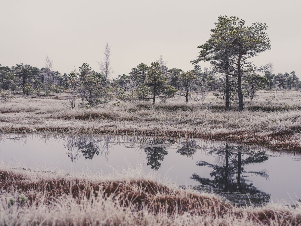 pond in winter