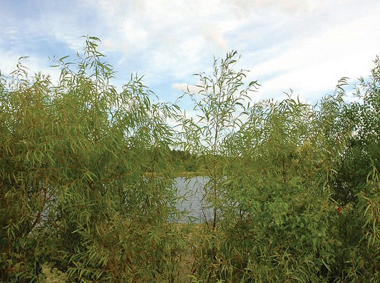 pond willows