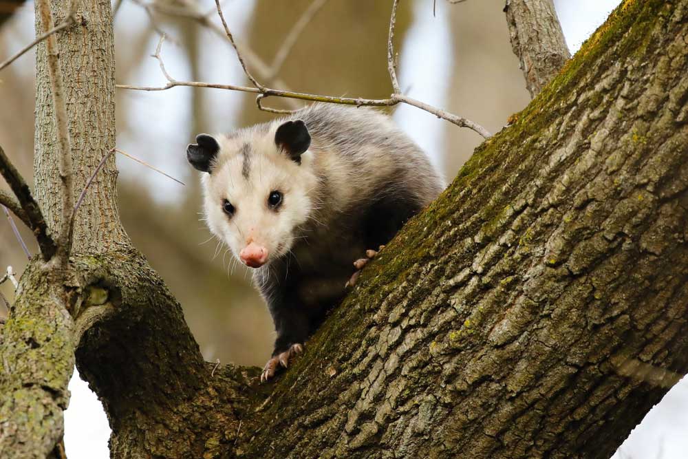 possum in a tree