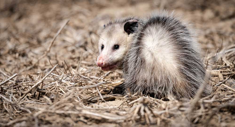 possum