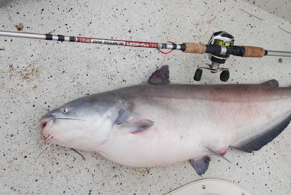 post spawn catfish