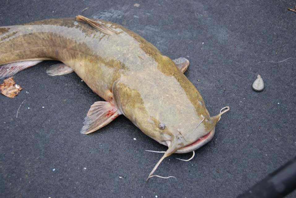 post spawn catfish