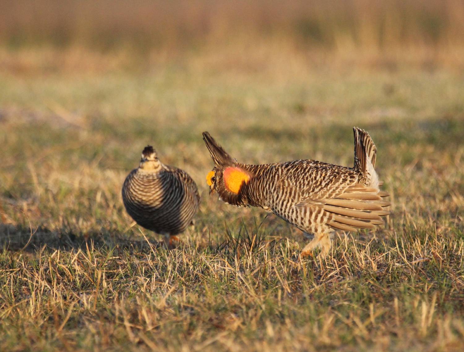 prairie chicken