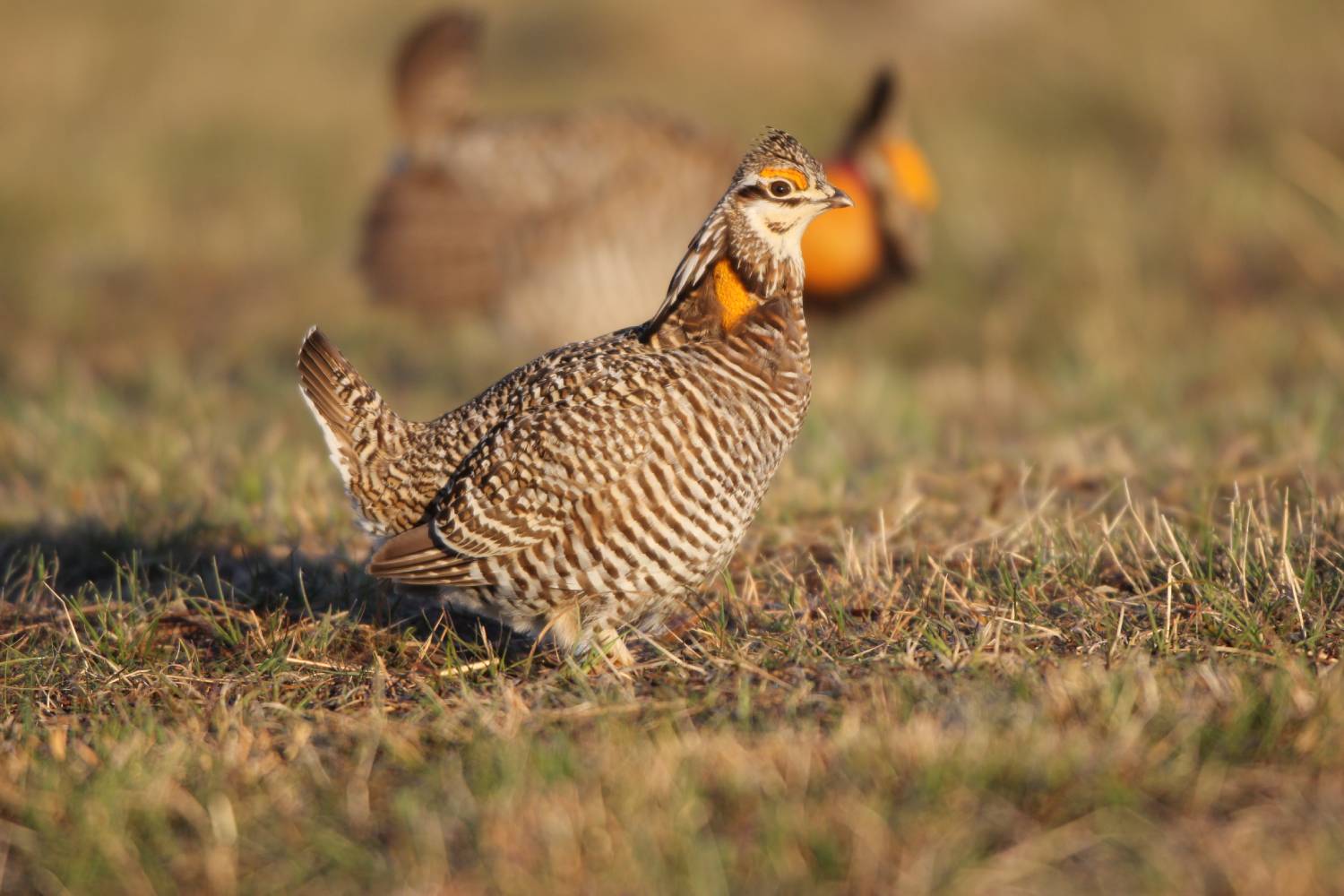 prairie chicken