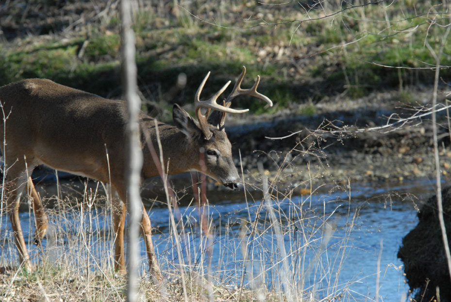 preseason deer