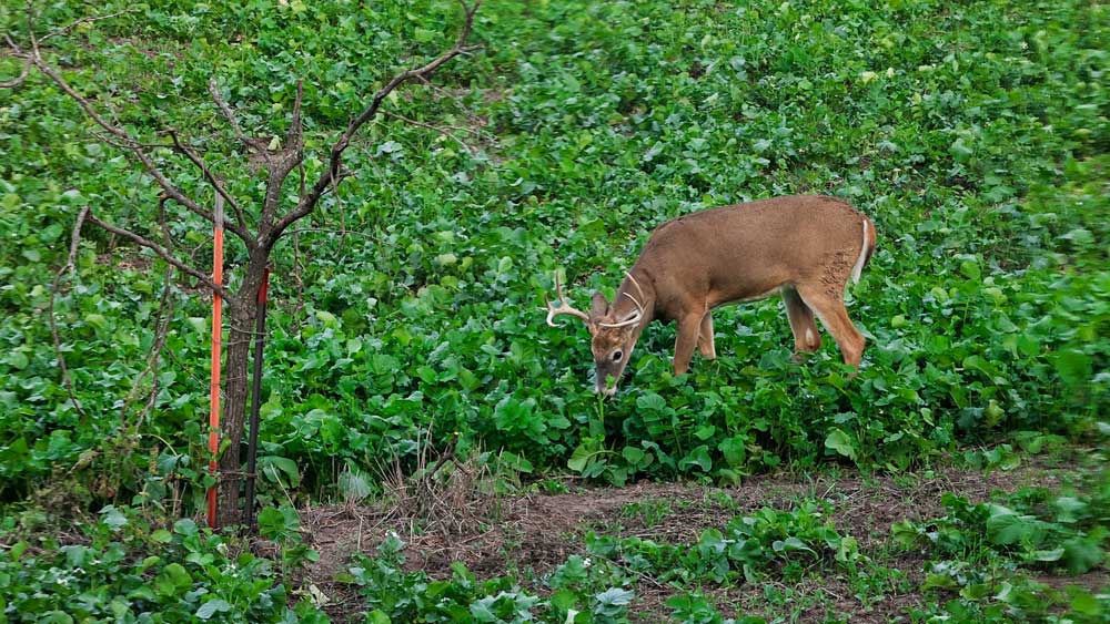 deer in food plot