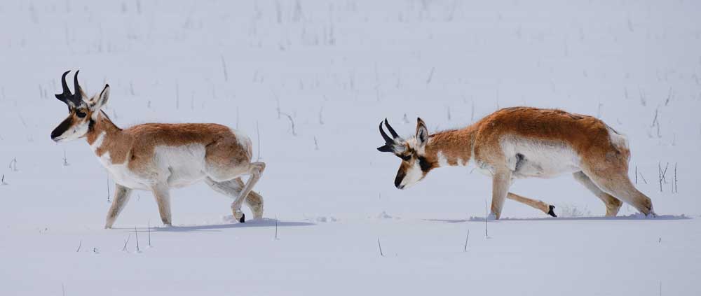 pronghorn in winter