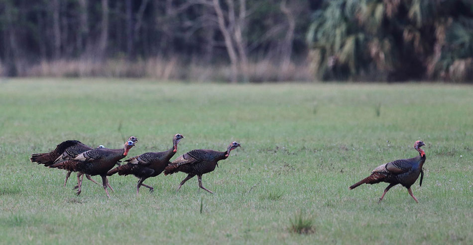 osceola wild turkeys