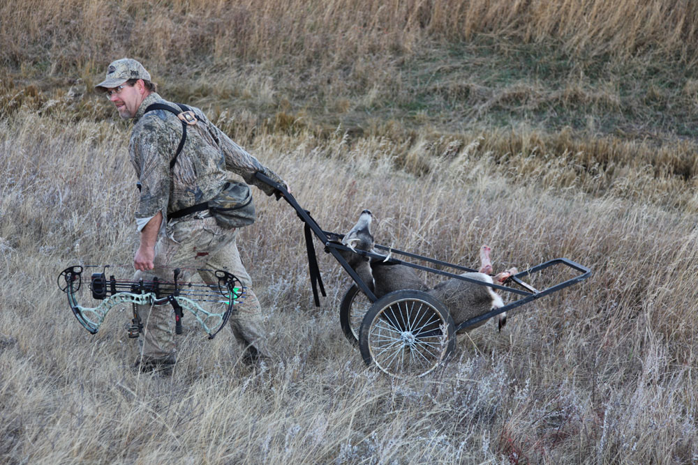 pulling a mule deer