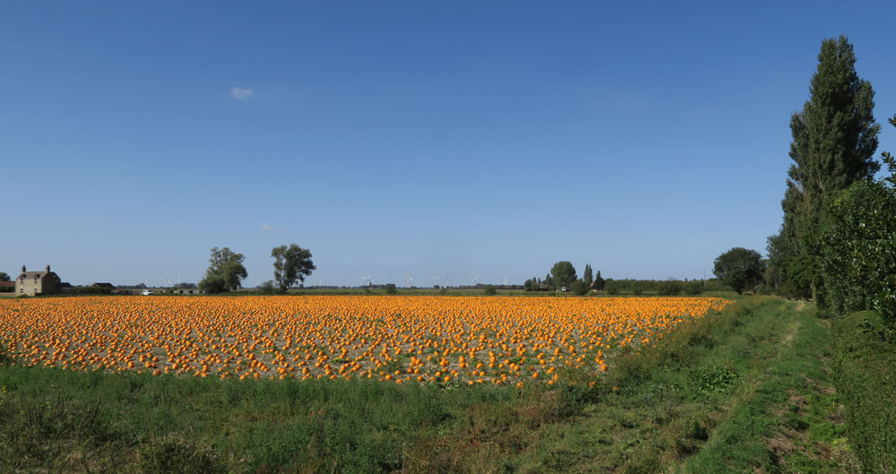 pumpkin patch