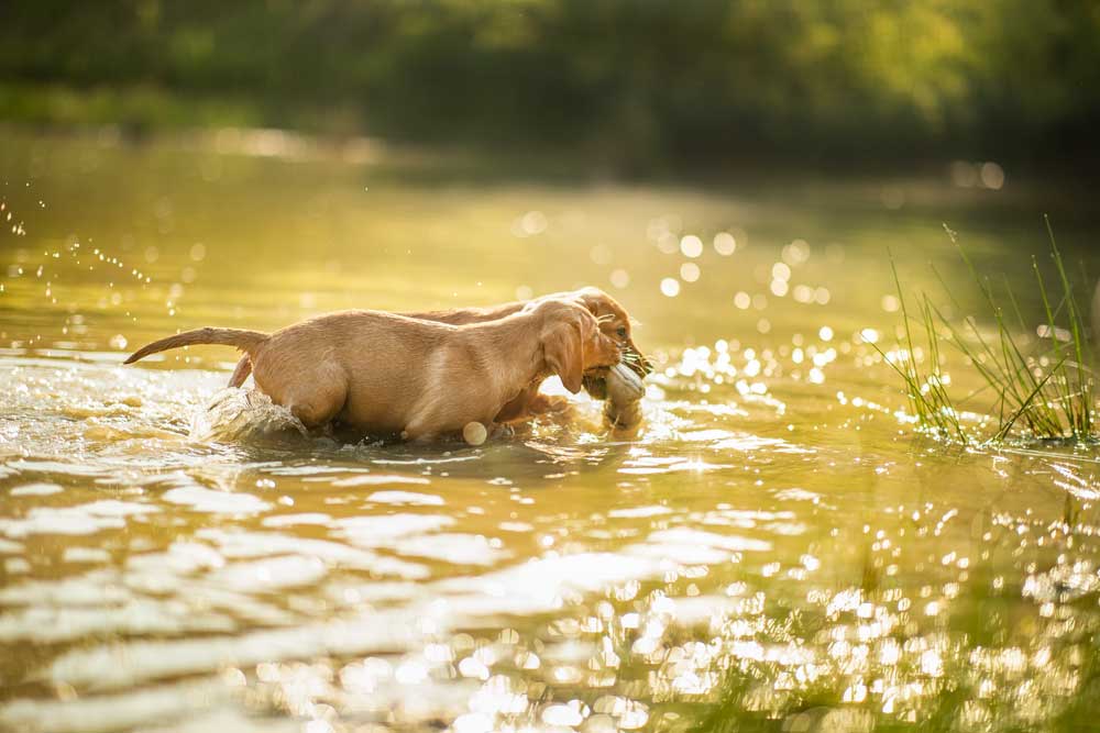 puppies retrieving dummy